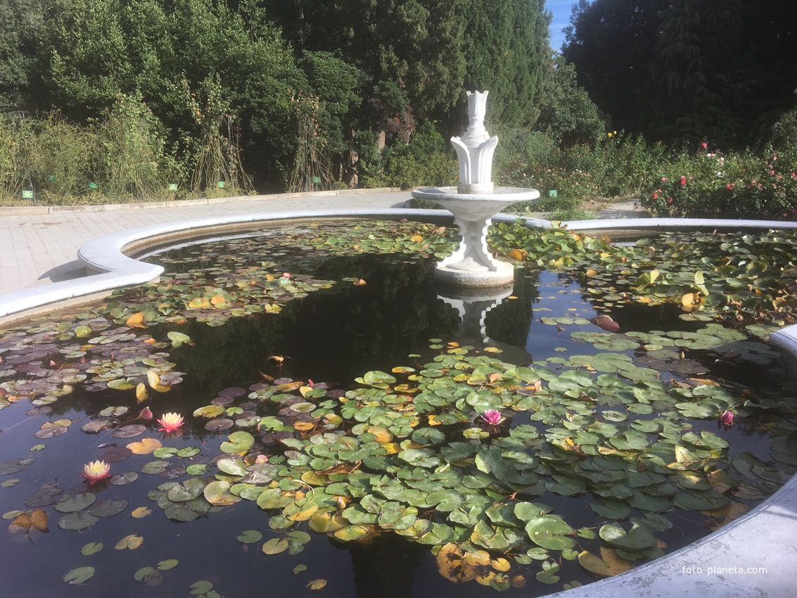 Никитский ботанический сад. Верхний парк. Нимфеи, кувшинки или водяные лилии. В России нимфею называли одолень-трава и считали оберегом от нечистого.