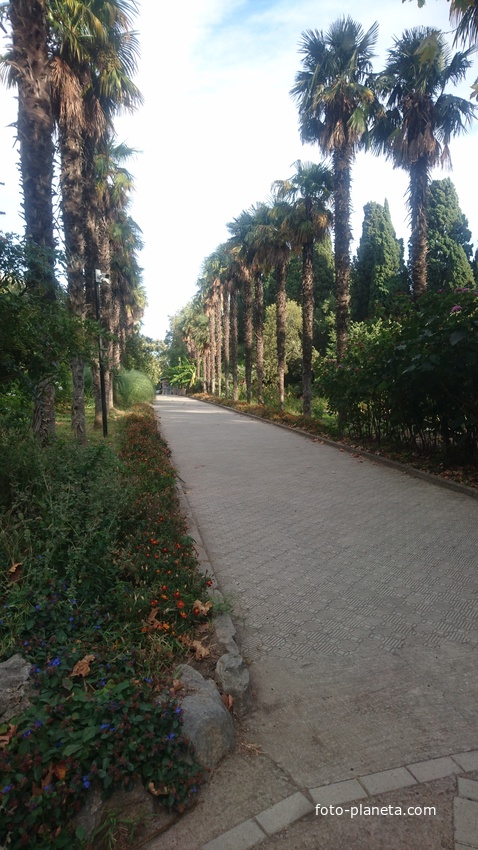 Никитский ботанический сад. Нижний парк. Китайские веерные пальмы.