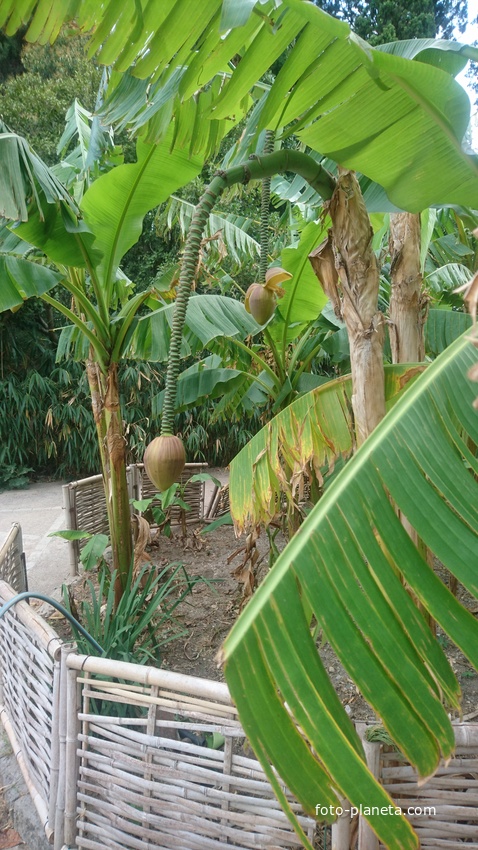 Никитский ботанический сад. Нижний парк. Банан Басио, или банан японский (одно соцветие распускается, другое - готовится).