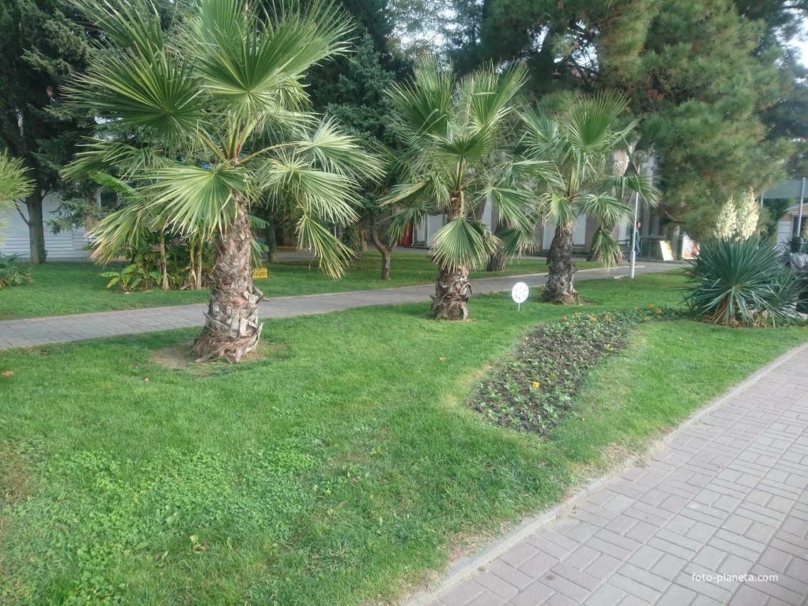 Пальмы Юкка на улице Островского