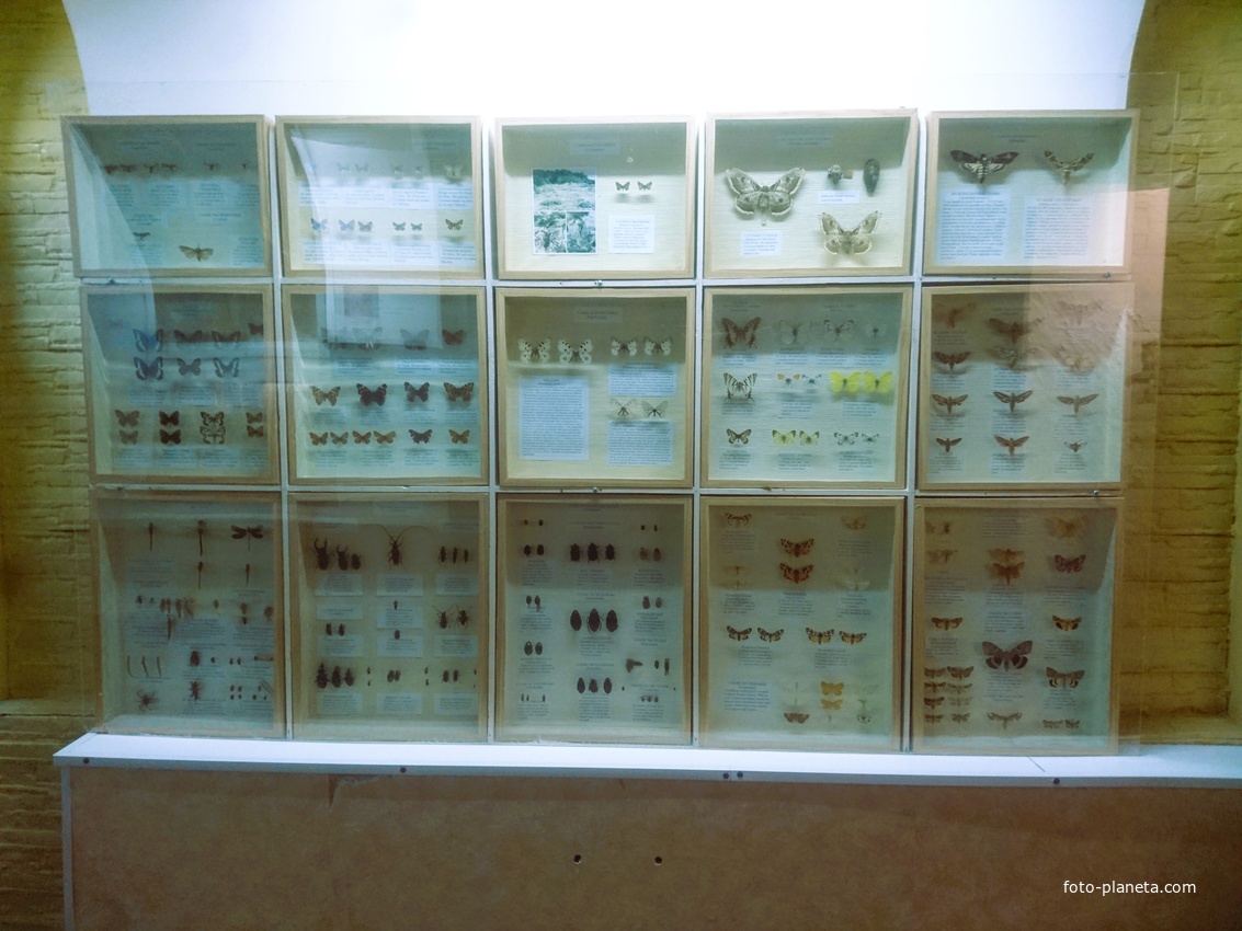 Экспозиции краеведческого музея. Насекомые Анапского региона. Коллекция бабочек