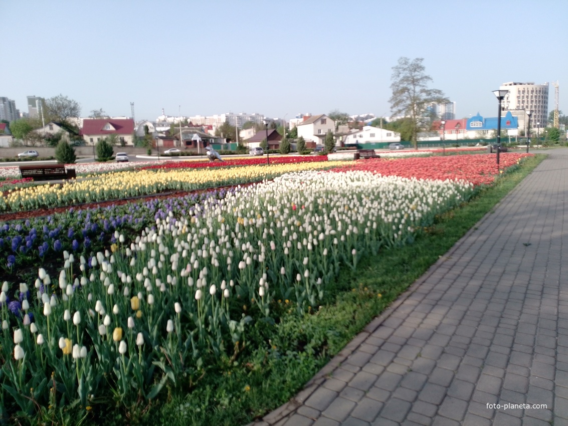 Тюльпаны в Парке Победы
