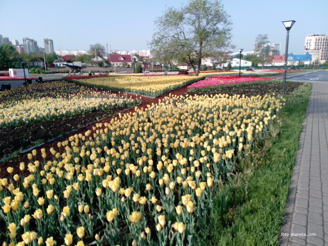 Тюльпаны в Парке Победы