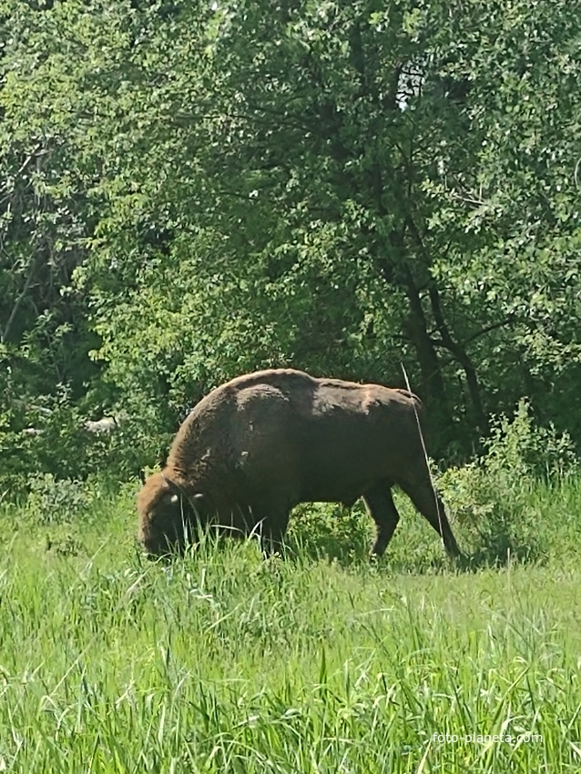 Глодяны.Природный заповедник.