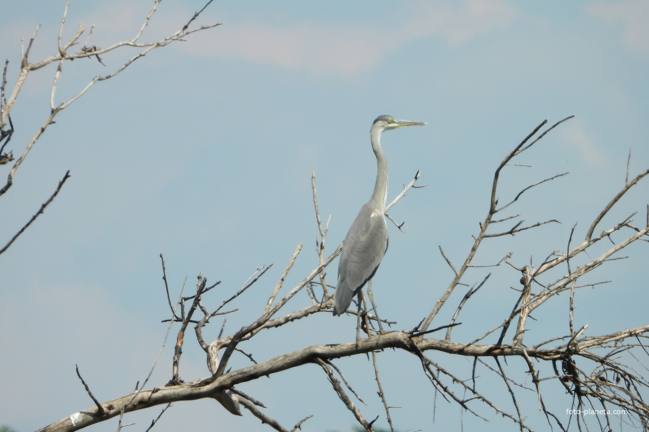 Серая цапля (лат. Ardea cinerea)