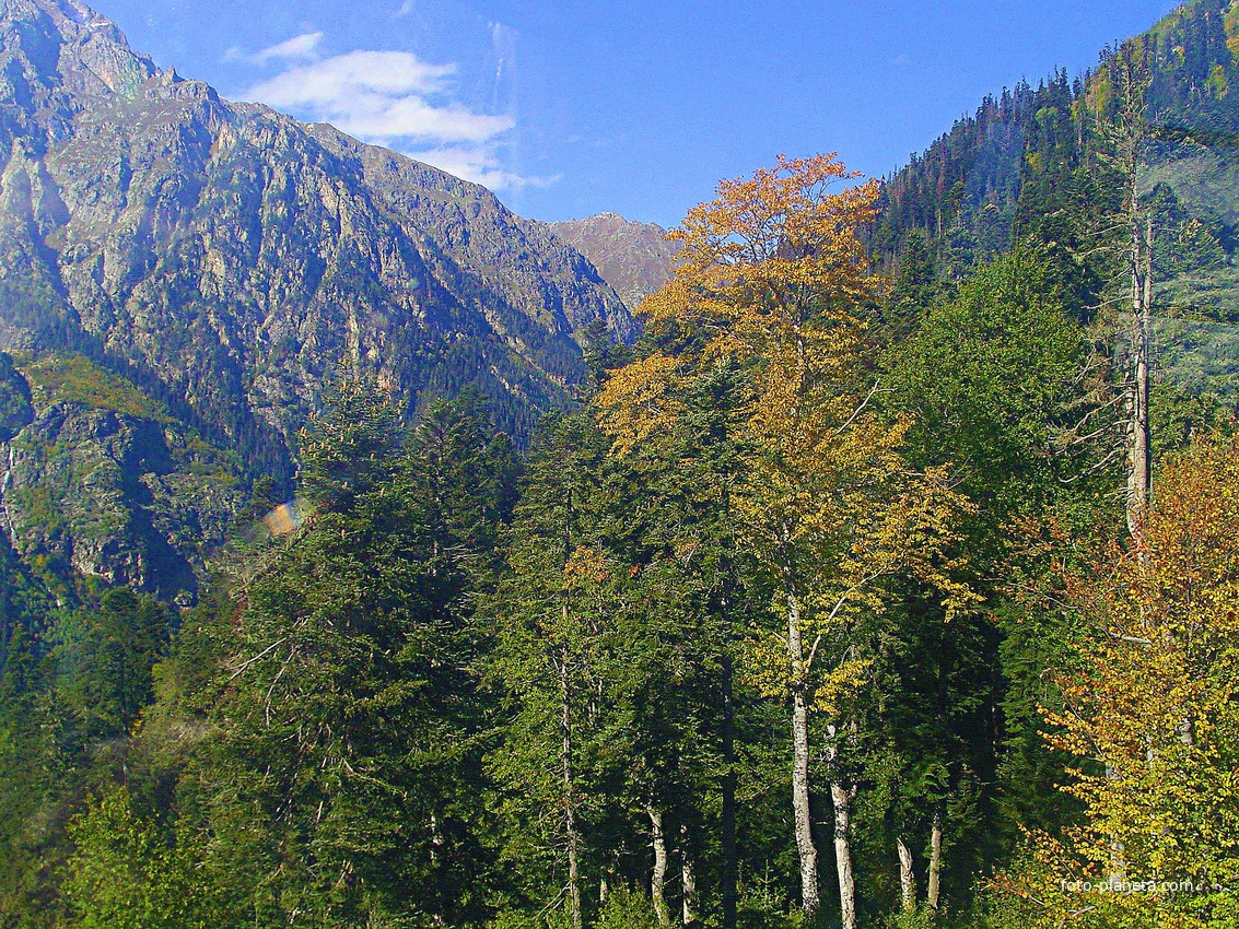 Домбай. Октябрь. Лес. Горы. Осень. В листве - желтинка, в небе - просинь.