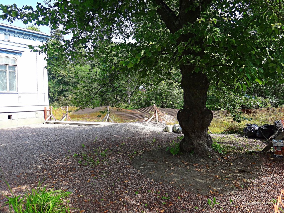 Дерево у бывшей Ратуши по ул. Ленина, 18