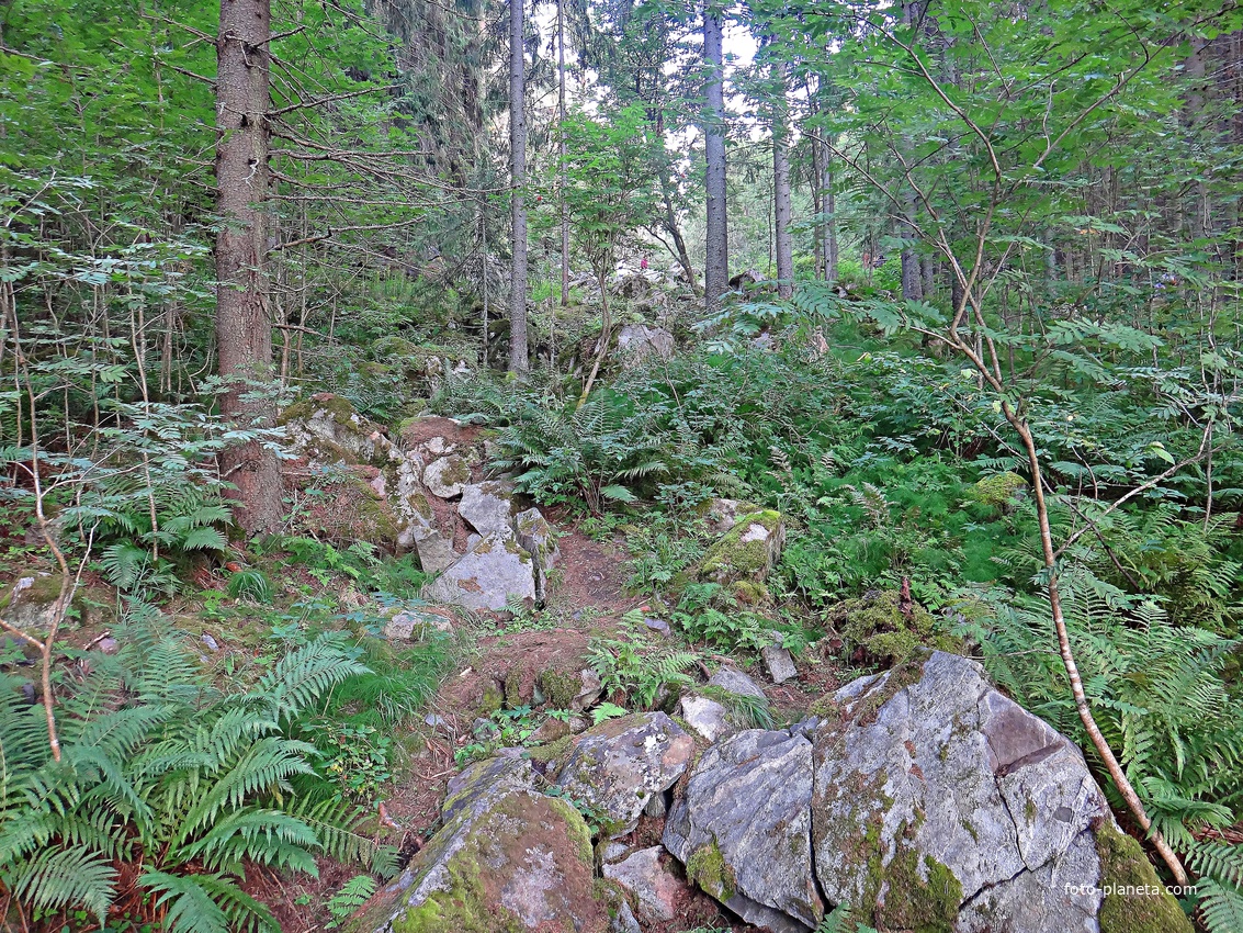 Вдоль тропы на гору Паасонвуори (Паасо)