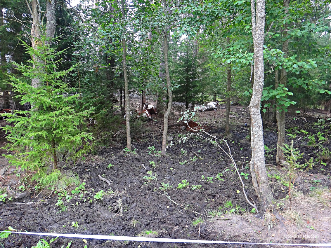 Коровы у Валаамской фермы