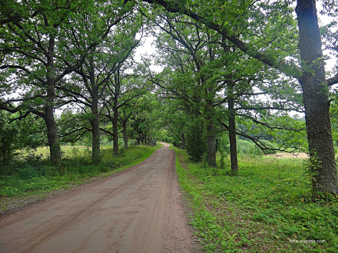 Дубовая аллея около &quot;Шишкинской&quot; сосны