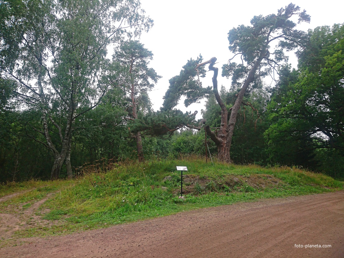 &quot;Шишкинская&quot; сосна. Считается, что именно ее в 1858 г изобразил на своей картине «Сосна на Валааме» художник Иван Иванович Шишкин. По одной из версий видоизменение сосны произошло в результате попадания снаряда и ее разорвало практически надвое...