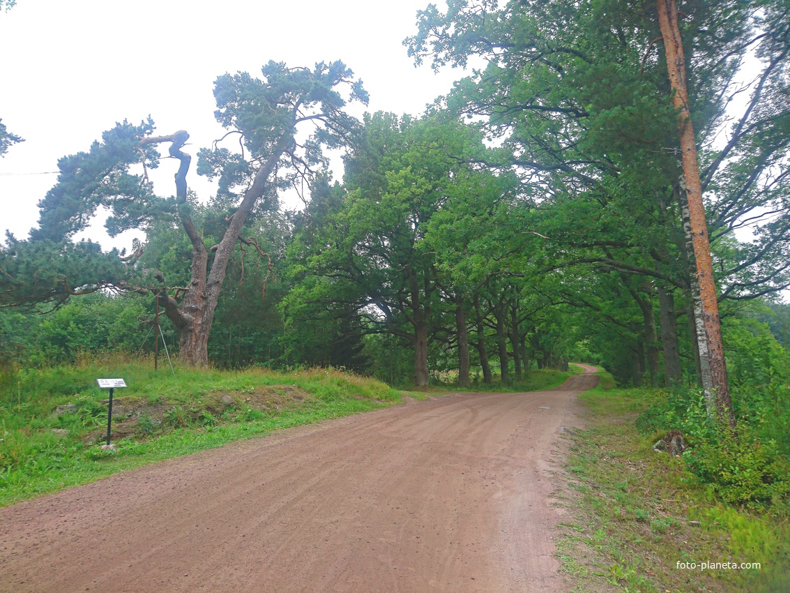 &quot;Шишкинская&quot; сосна и дубовая аллея