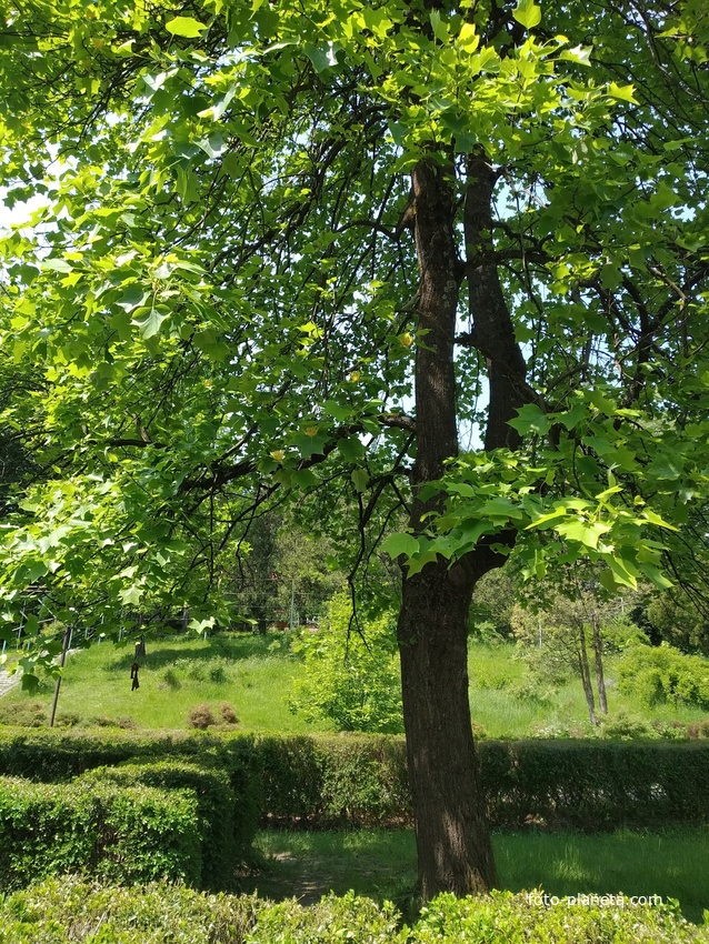 Замок Шенборн.