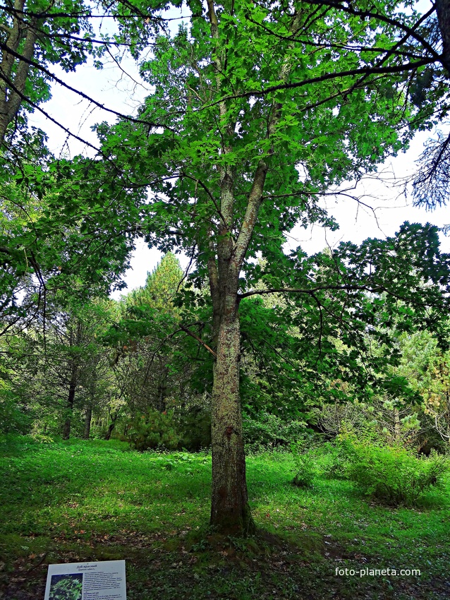 Дендрологический сад им. С.Ф. Харитонова.