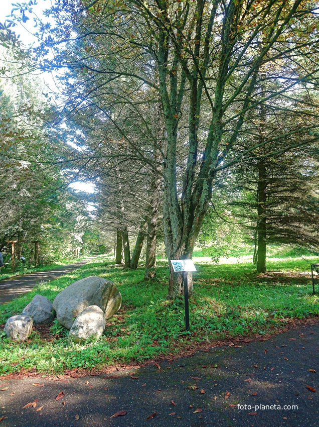 Дендрологический сад им. С.Ф. Харитонова. Конский каштан обыкновенный.
