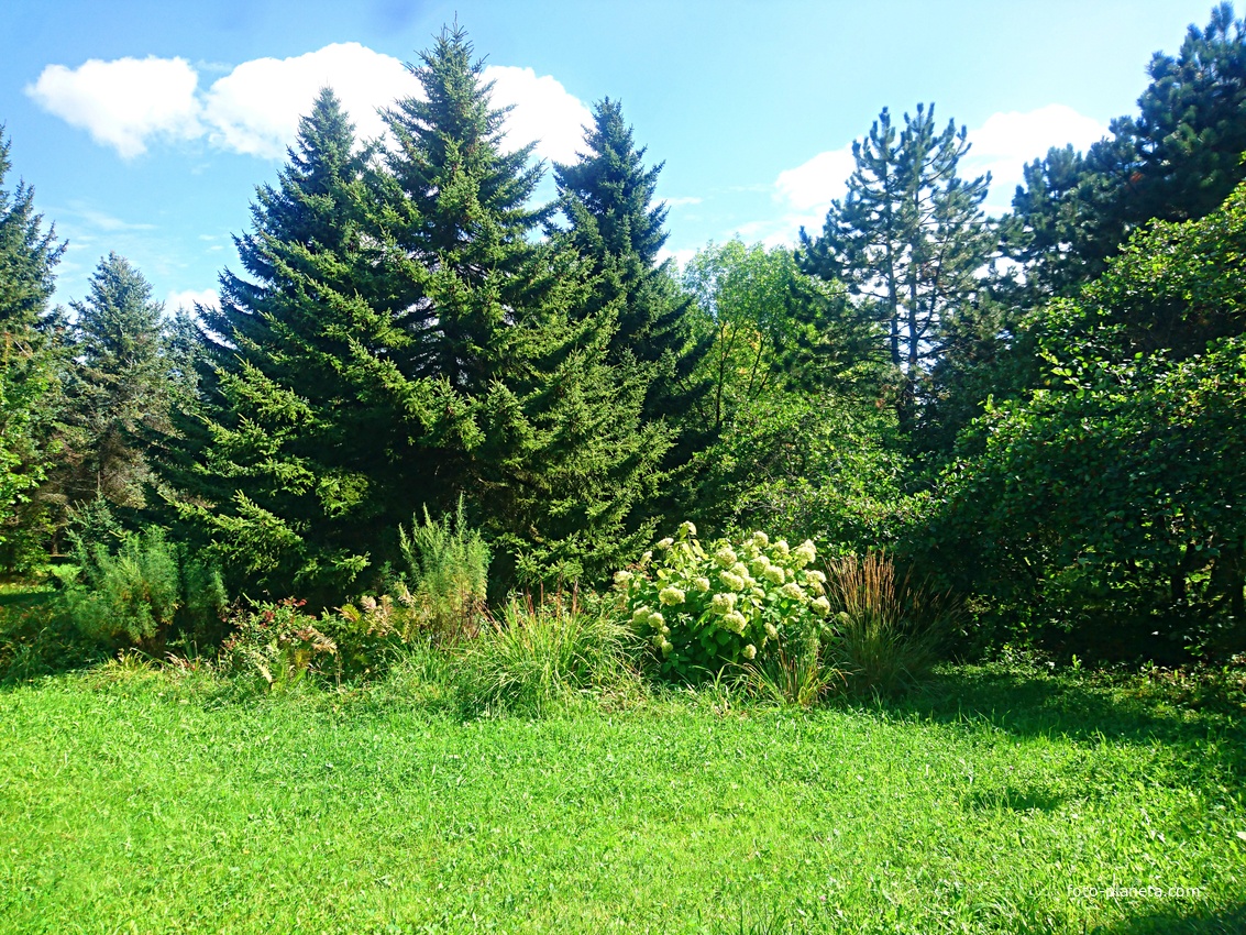 Дендрологический сад им. С.Ф. Харитонова. Ели красная, перед ними - цветник со злаками и гортензией.