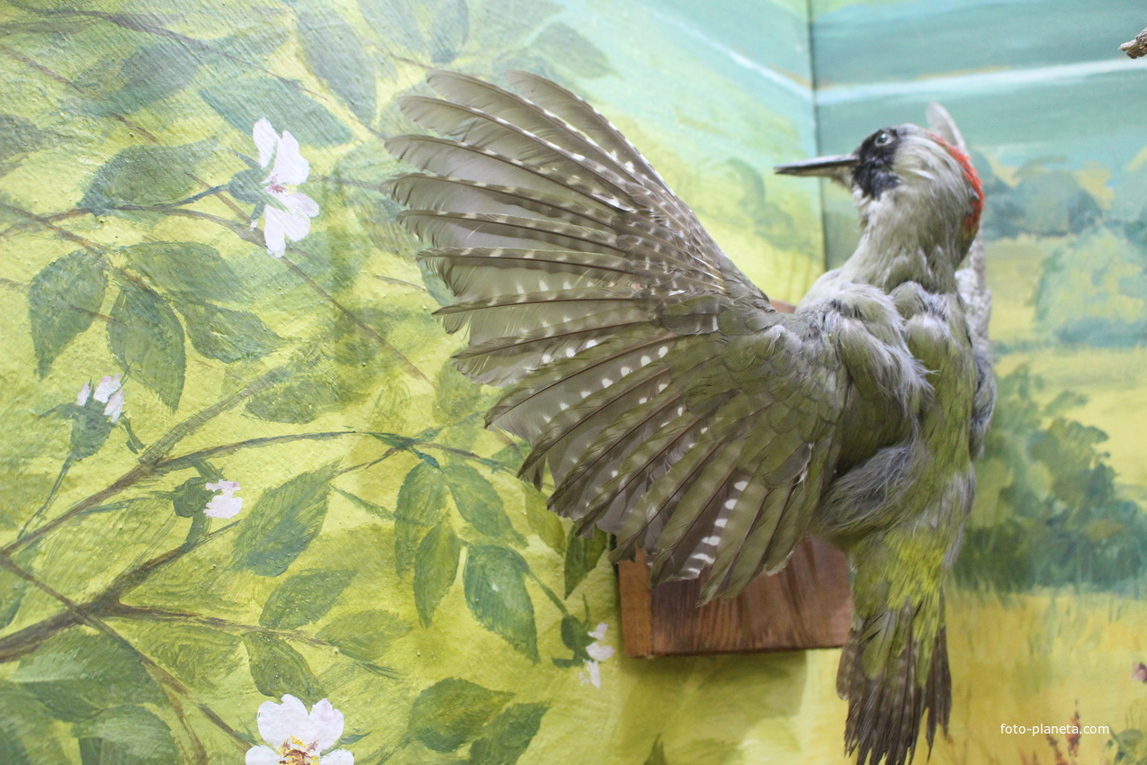 В Темрюкском историко-археологическом музее.