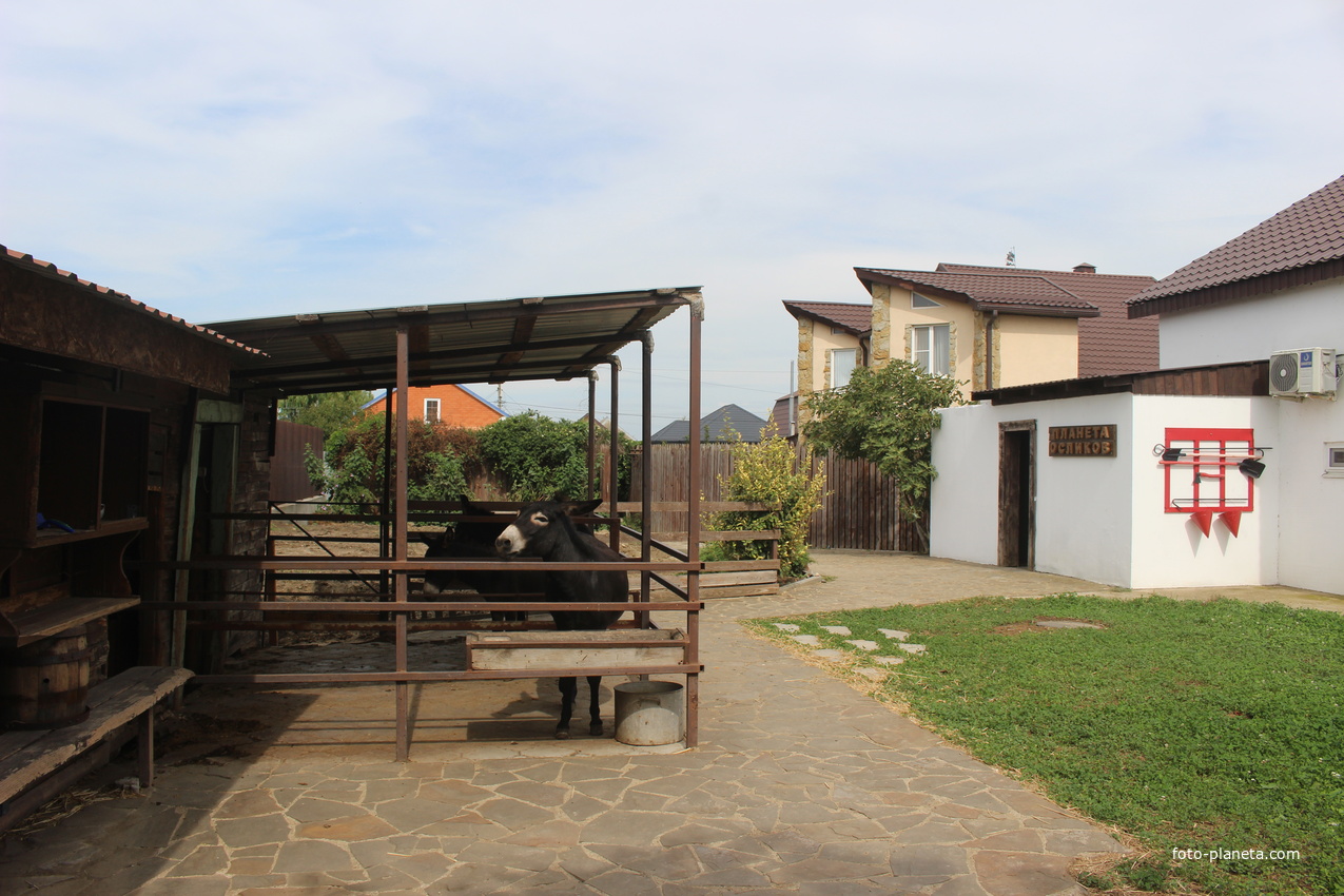 В музее &quot;Планета осликов&quot;.