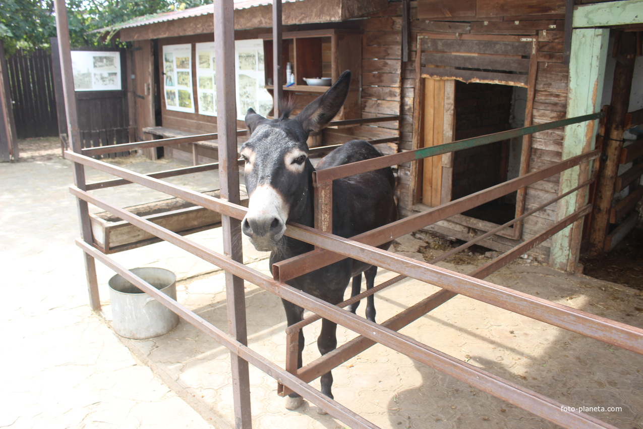 В музее &quot;Планета осликов&quot;.