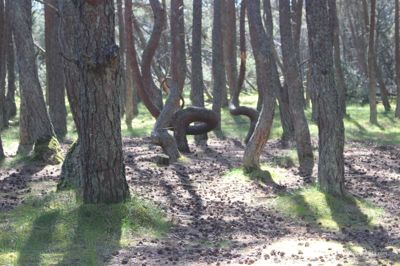 Экологическая тропа &quot;Танцующий лес&quot;.