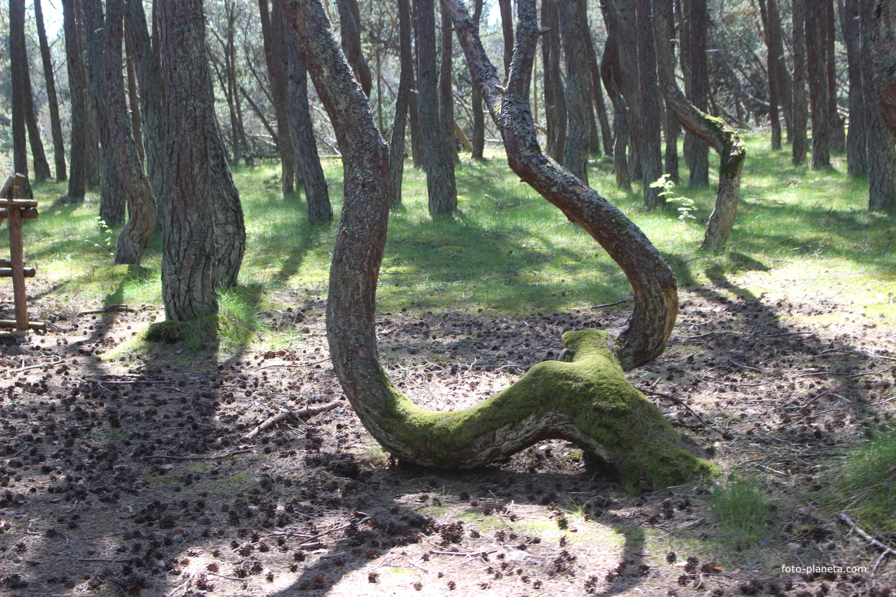 Экологическая тропа &quot;Танцующий лес&quot;.