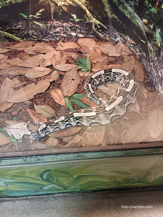 Обитатель экзотариума