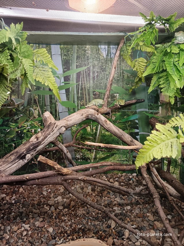 Обитатели экзотариума