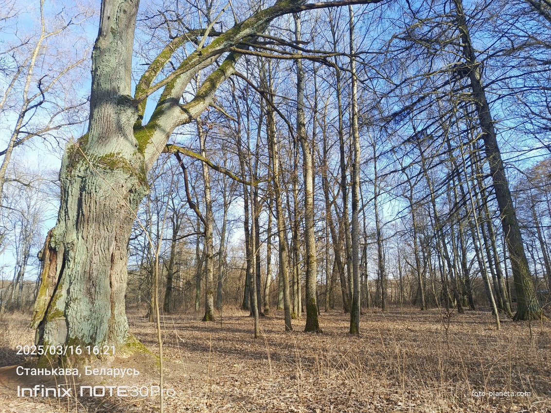 Нейкае старое дрэва ў парку