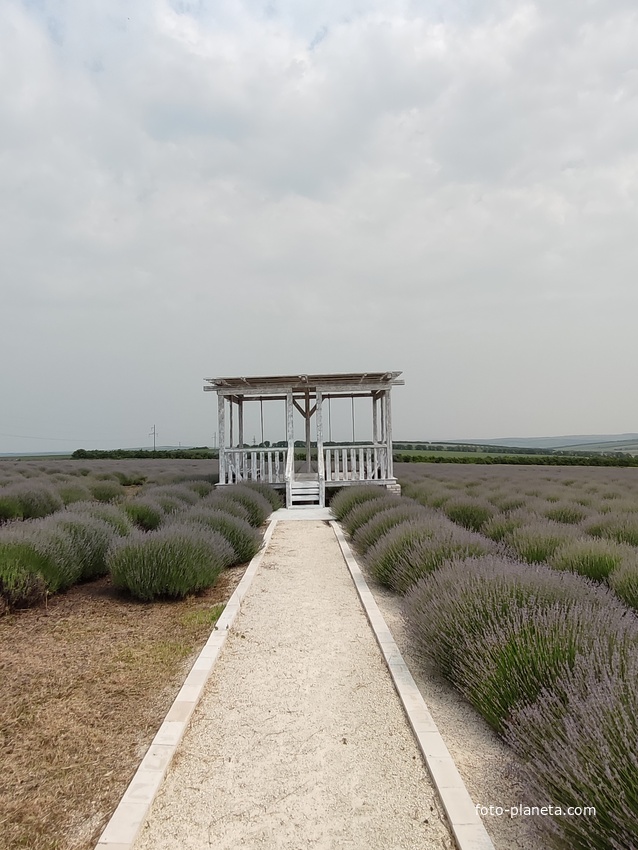 Петруня.Лавандовое поле.