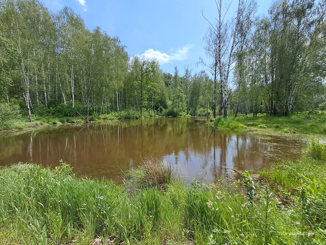 Пруд в лесу