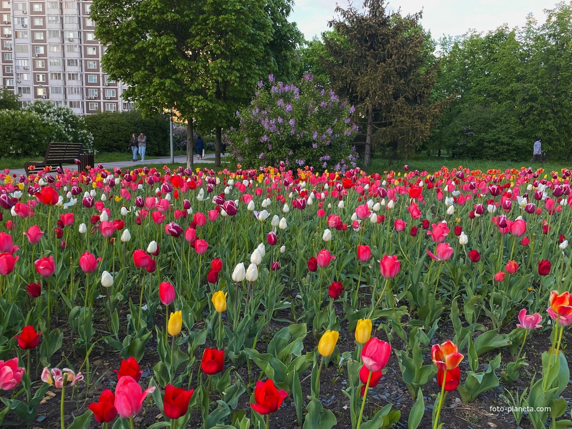 Москва - Марьино - В Дюссельдорфском парке