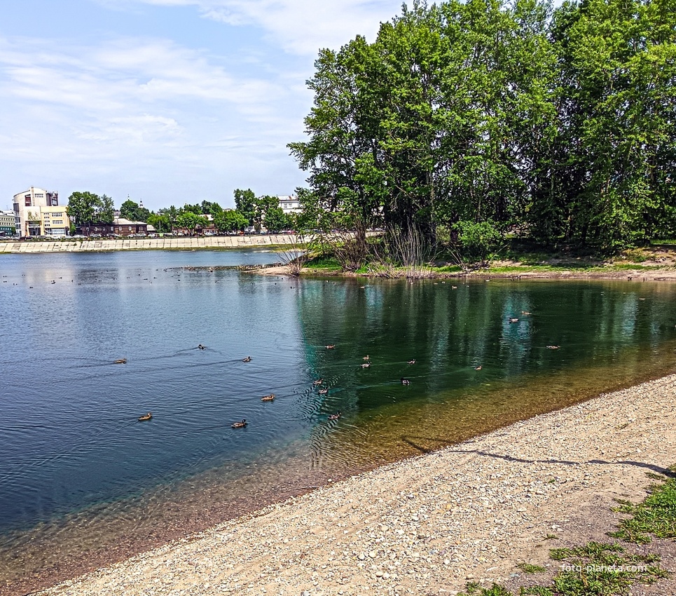 Утки на берегу острова Юность