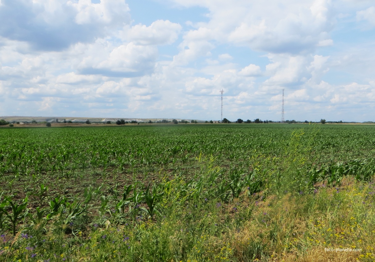 Поля у села Александровка