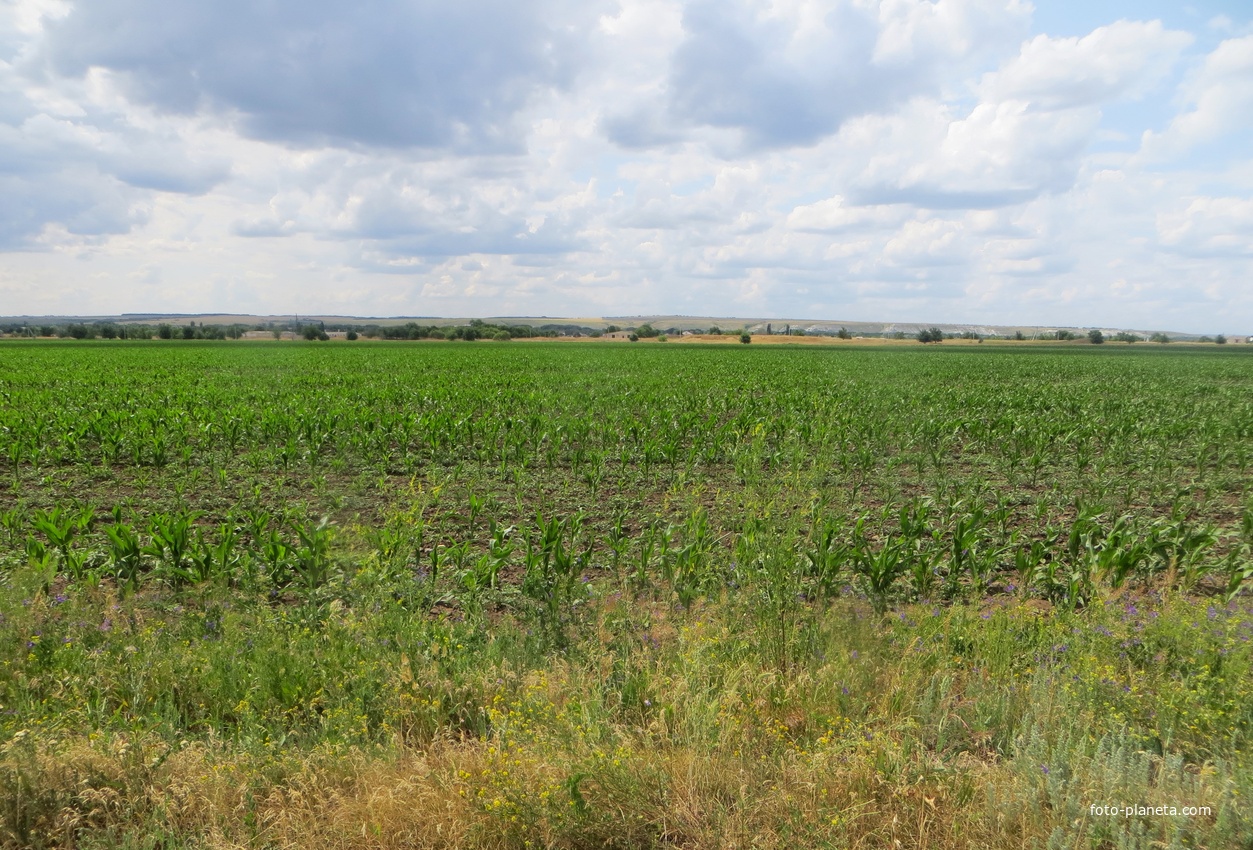 Поля у села Александровка