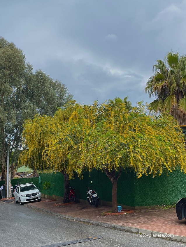 Чолаклы - На улочке посёлка