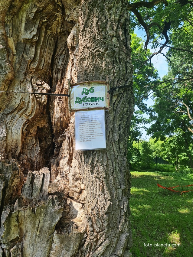 Парк усадьбы Голицыных, дуб посажен в 1765 году