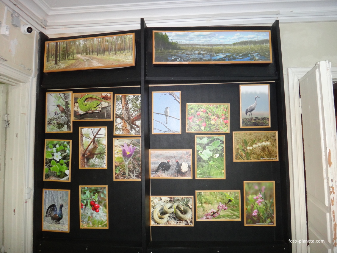 Краеведческий музей. Экспозиция «Природа родного края».