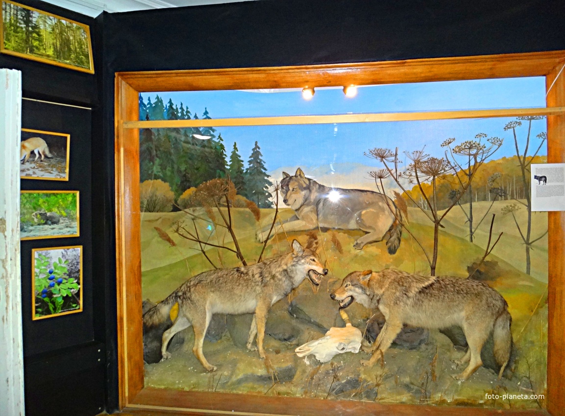 Краеведческий музей. Экспозиция «Природа родного края».