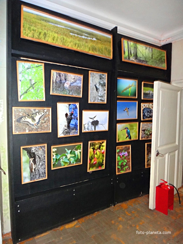 Краеведческий музей. Экспозиция «Природа родного края».