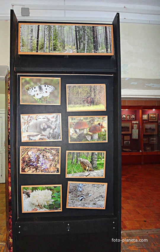 Краеведческий музей. Экспозиция «Природа родного края».