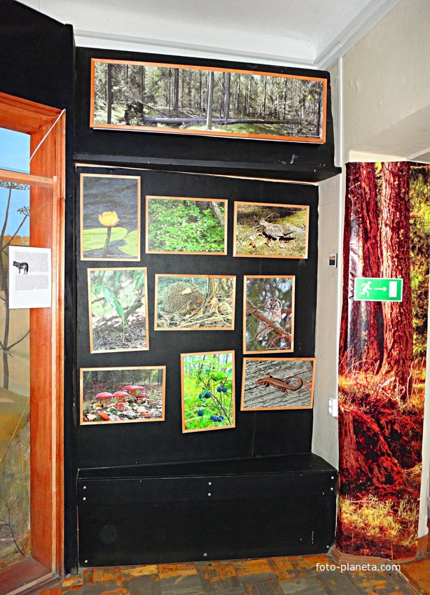 Краеведческий музей. Экспозиция «Природа родного края».