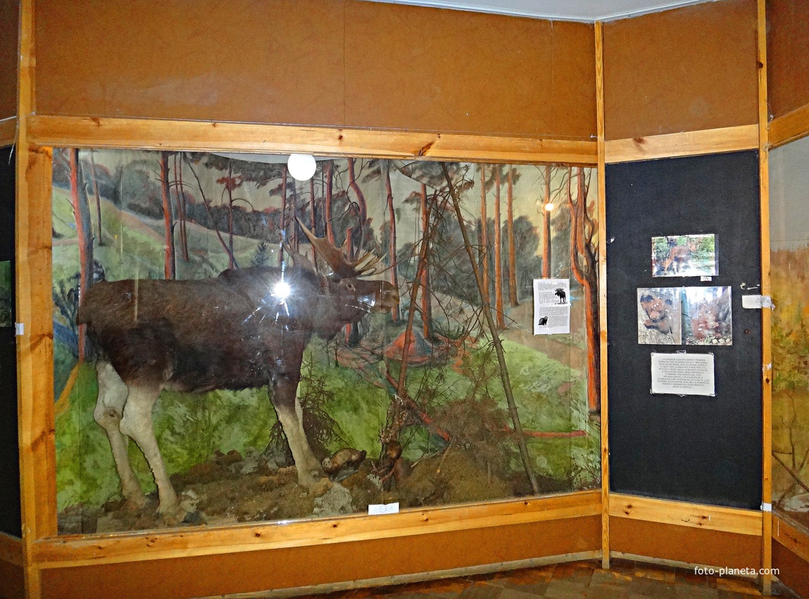 Краеведческий музей. Экспозиция «Природа родного края».