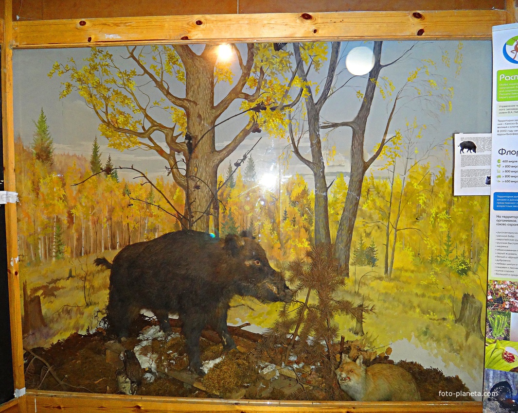 Краеведческий музей. Экспозиция «Природа родного края».