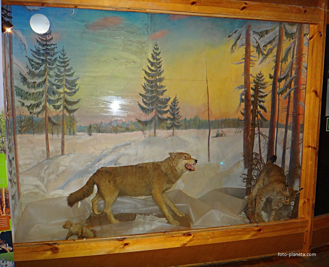 Краеведческий музей. Экспозиция «Природа родного края».