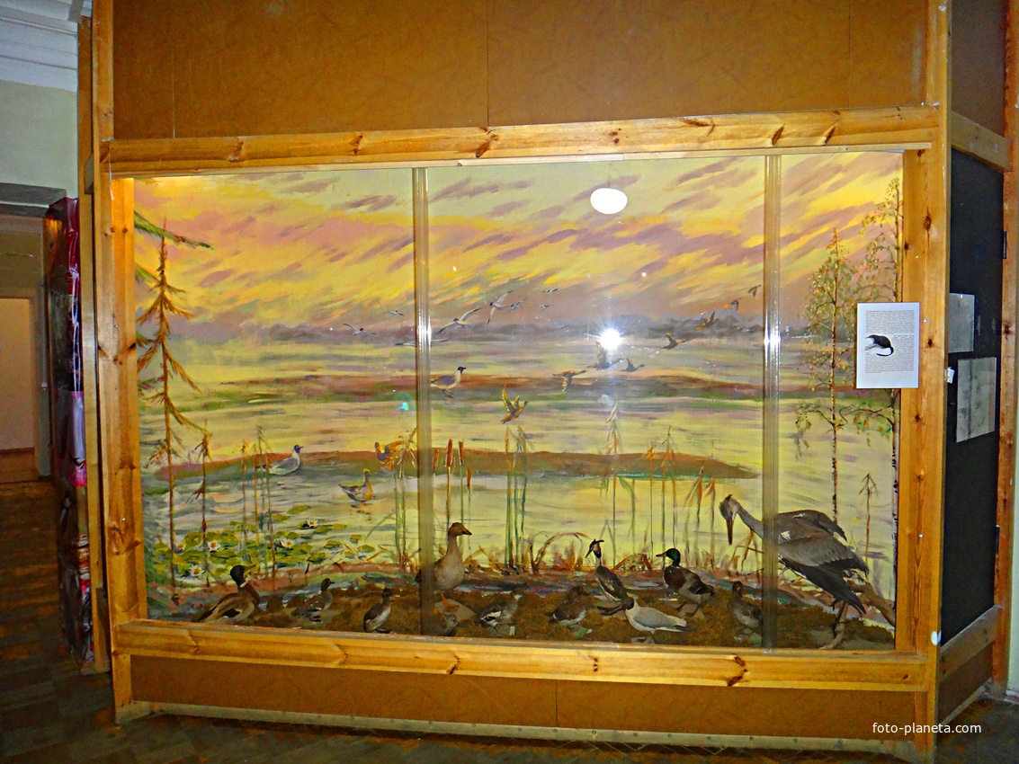 Краеведческий музей. Экспозиция «Природа родного края».