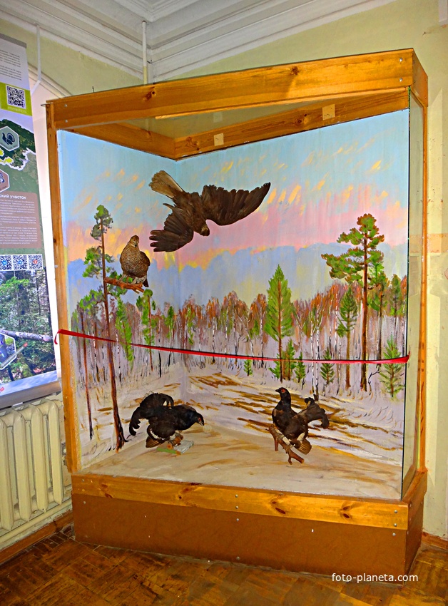 Краеведческий музей. Экспозиция «Природа родного края».