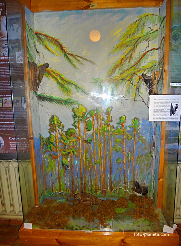 Краеведческий музей. Экспозиция «Природа родного края».