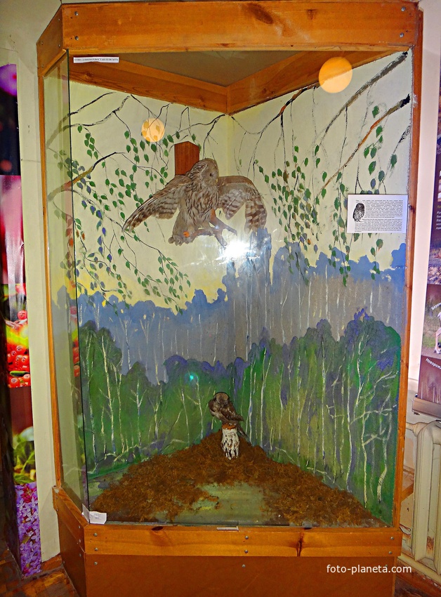 Краеведческий музей. Экспозиция «Природа родного края».