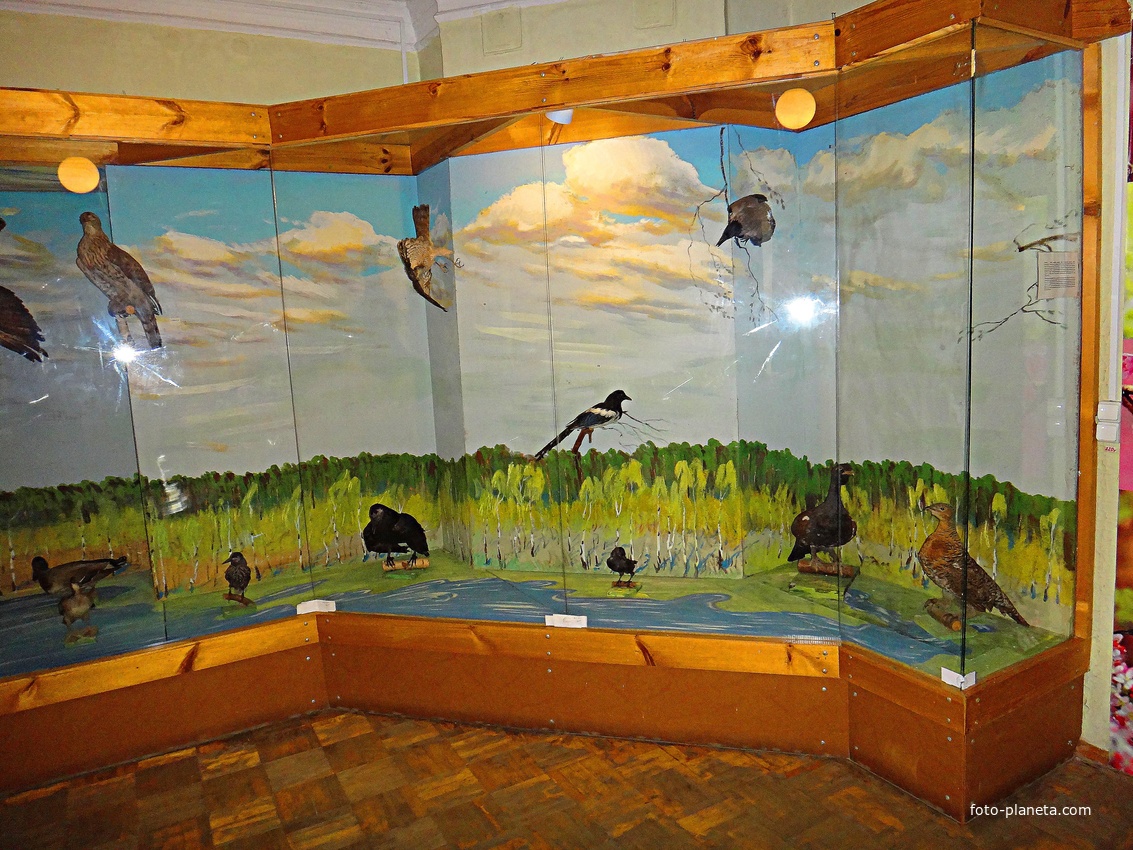 Краеведческий музей. Экспозиция «Природа родного края».