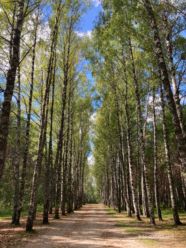 Владимирское - Дорога к озеру Светлояр